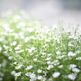 plants for light